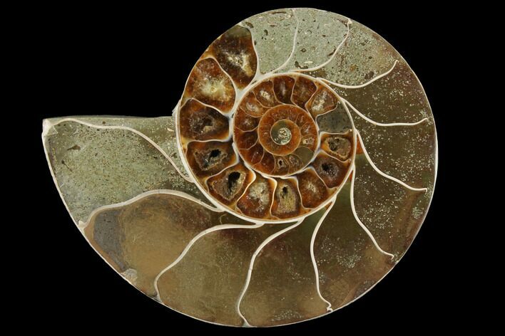 Bargain, Agatized Ammonite Fossil (Half) - Madagascar #111507
